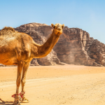 Visit & Stay in Jordan